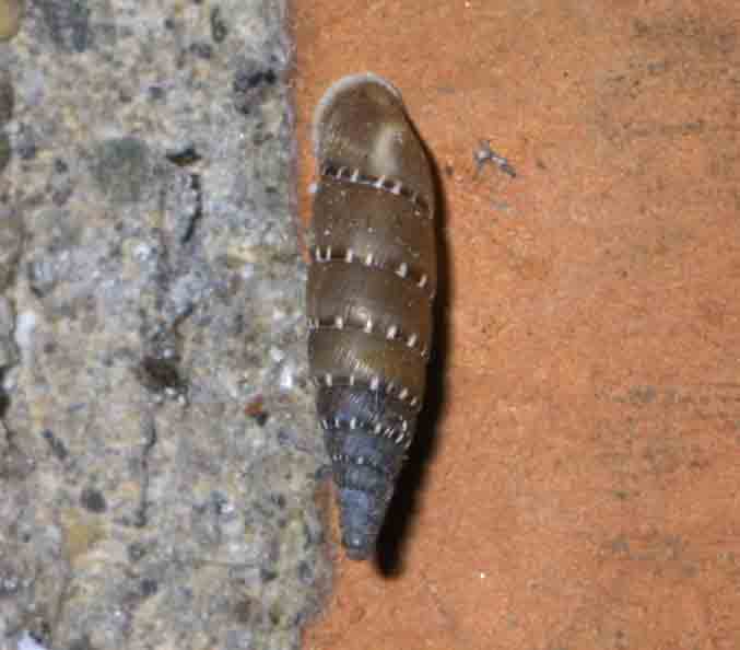 Papillifera bidens (Linneus,1758)